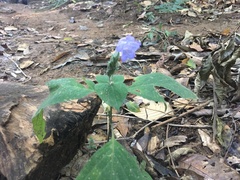 Magnoliopsida
