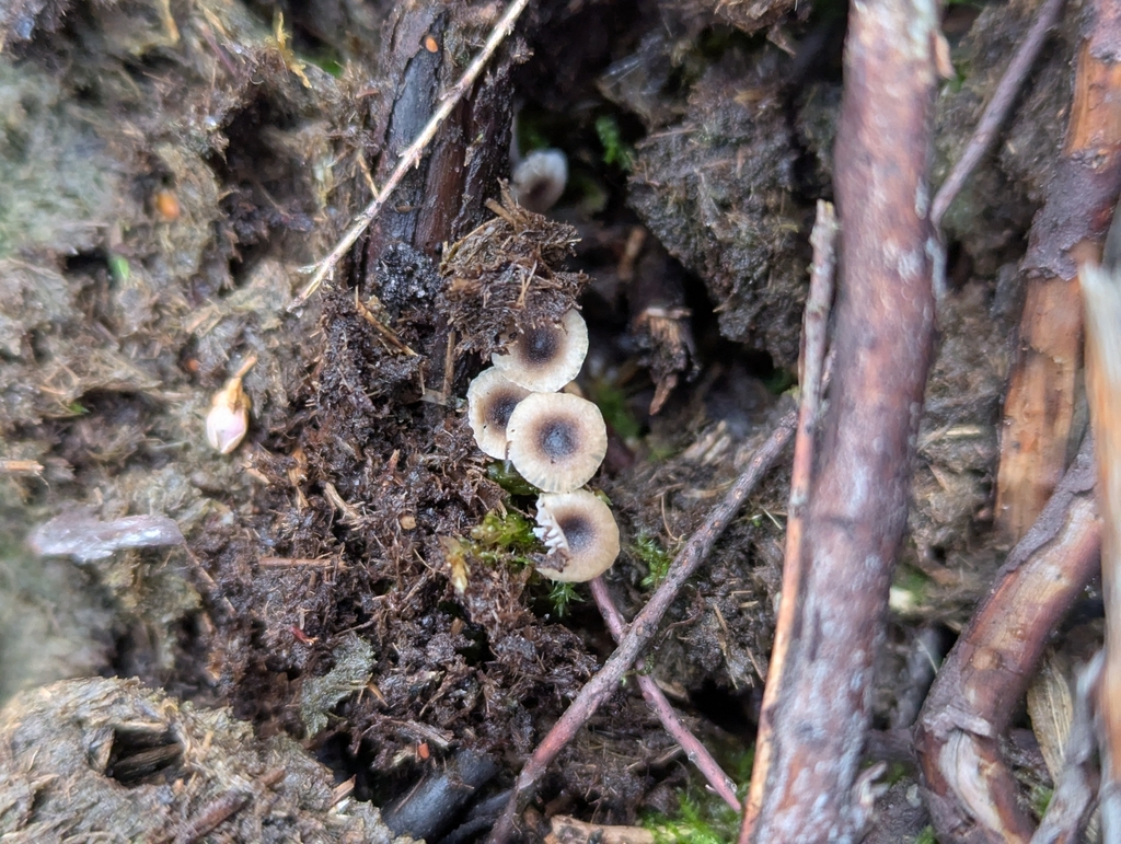 Rickenella swartzii · November 2025 · photo: © samdeakin (iNaturalist, cc0)