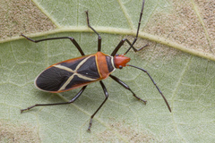 Dysdercus decussatus