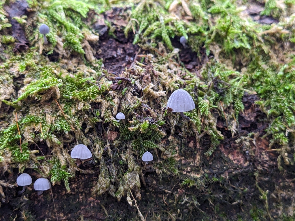 Mycena pseudocorticola · November 2025 · photo: © jennielonglegs (iNaturalist, cc0)