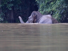 Elephas maximus borneensis