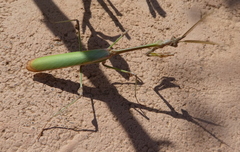 Empusa guttula