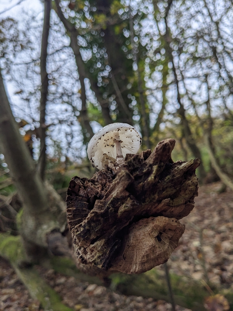 Oudemansiella mucida · November 2025 · photo: © jennielonglegs (iNaturalist, cc0)