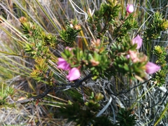 Boronia pilosa