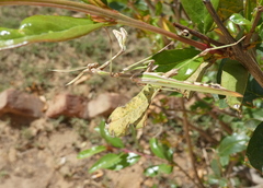 Empusa guttula