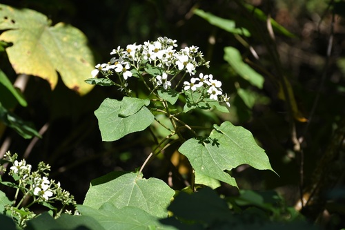 Mexican Daisy Tree (Montanoa leucantha)