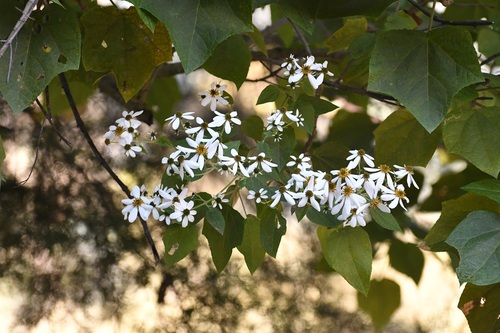 Montanoa leucantha, photograph 6