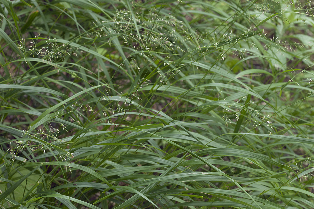 Calamagrostis sachalinensis