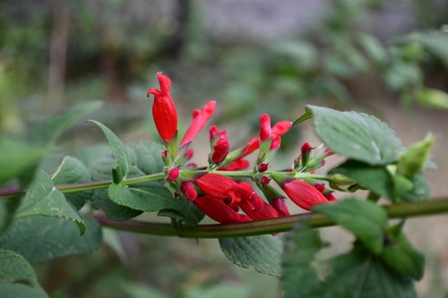Holway's sage (Salvia holwayi)