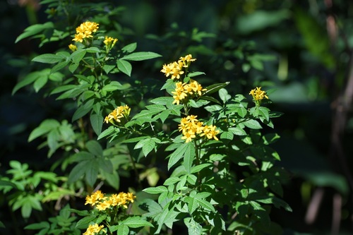 Tagetes nelsonii