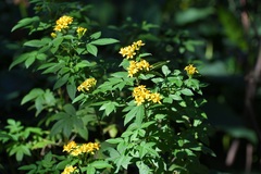 Tagetes nelsonii
