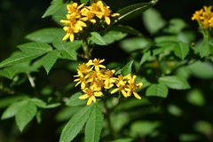(c) Neptalí Ramírez Marcial, some rights reserved (CC BY) Tagetes nelsonii, photograph (c) Neptalí Ramírez Marcial, some rights reserved (CC BY)