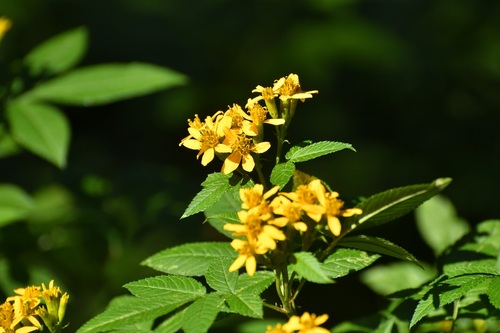 Tagetes nelsonii, photograph 1