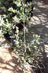 Polygala asbestina