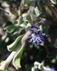 Polygala asbestina
