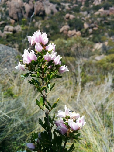 Boronia rozefeldsii