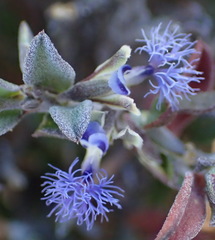 Polygala asbestina