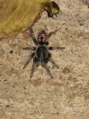 Davus fasciatus