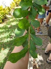 Crescentia cujete
