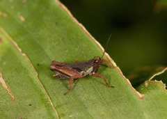 Scaria