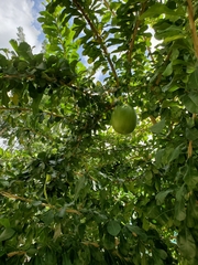Crescentia cujete