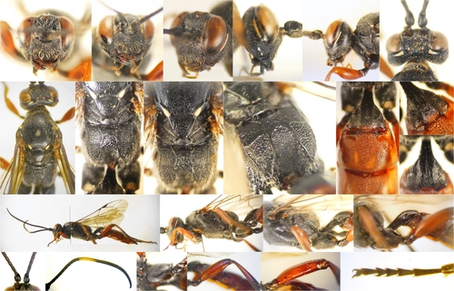 Coelichneumon metidjensis