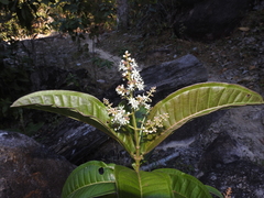 Miconia chamissois