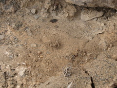 Sicarius thomisoides