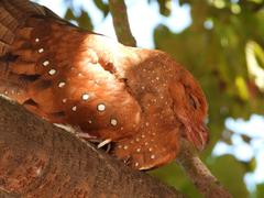 Steatornis caripensis