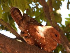 Steatornis caripensis