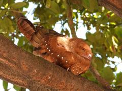 Steatornis caripensis