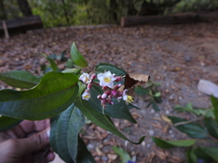 Miconia mexicana