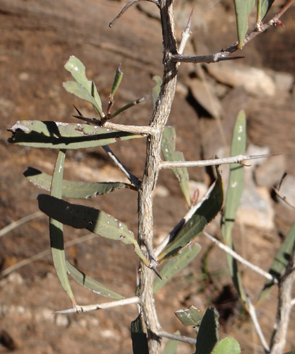 Gymnosporia linearis