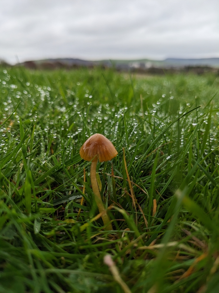 Gliophorus psittacinus · November 2025 · photo: © jennielonglegs (iNaturalist, cc0)