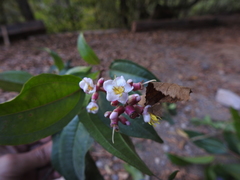 Miconia mexicana