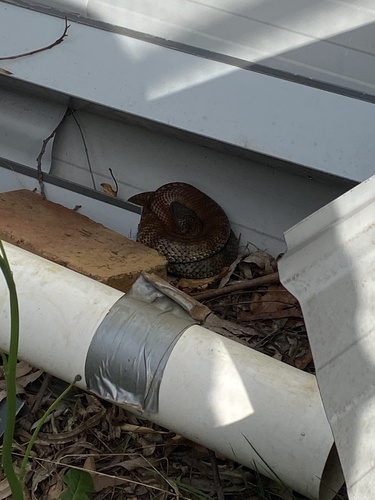 Tiger Snake sighting