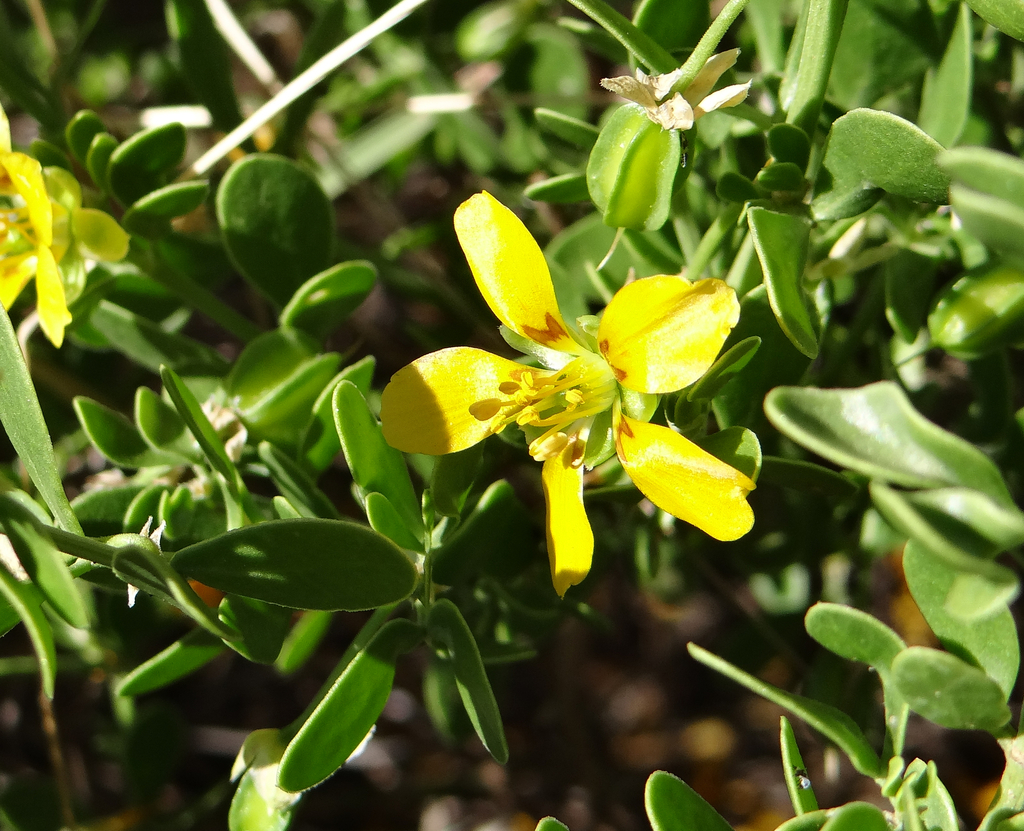 Roepera pubescens