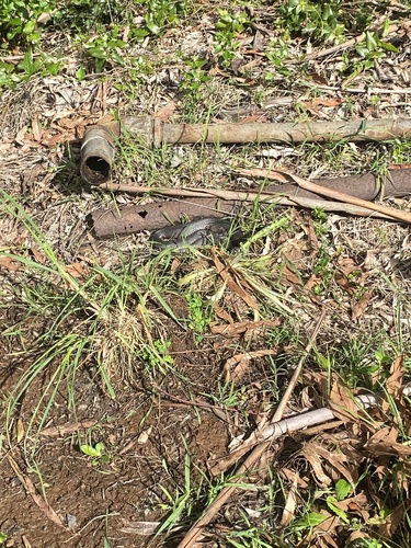 Highlands Copperhead sighting