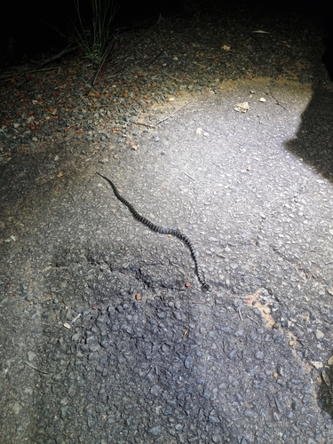 Broad-headed Snake sighting