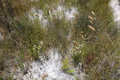 Erica denticulata