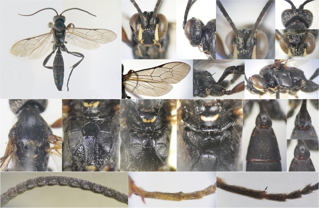 Virgichneumon