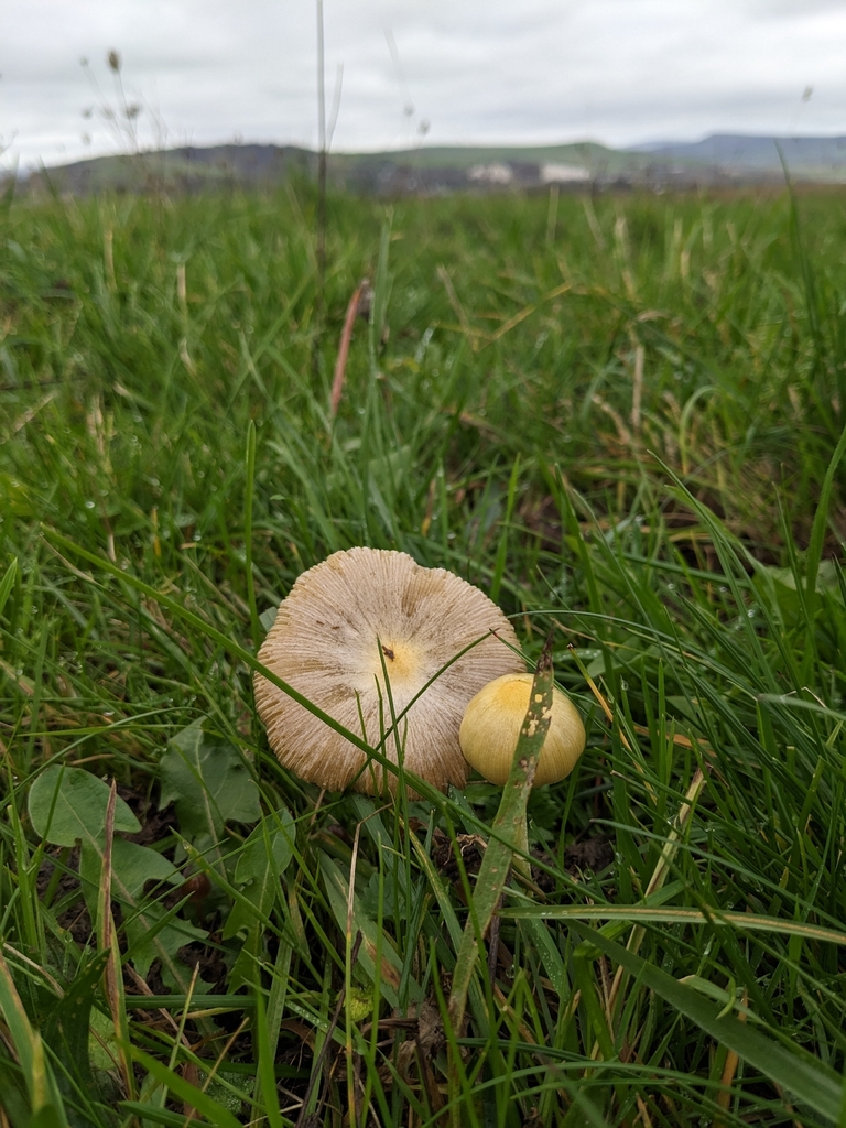Bolbitius titubans · November 2025 · photo: © jennielonglegs (iNaturalist, cc0)