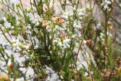 Erica denticulata