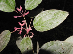 Miconia submontana