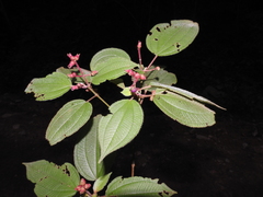 Miconia submontana