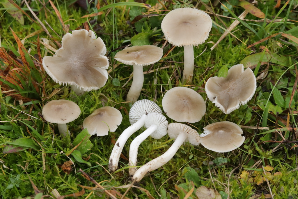 Cuphophyllus fornicatus · November 2025 · photo: © bjoerns (iNaturalist, cc-by)