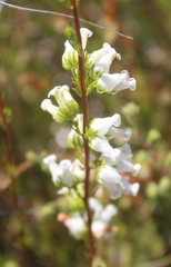Erica denticulata