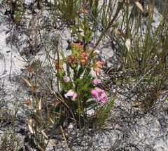 Erica denticulata