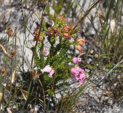 Erica denticulata