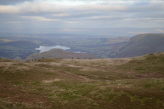 Cervus elaphus elaphus